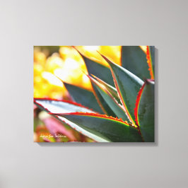 Lienzo Suculenta foto de Agave Blue Glow Debra Lee Baldwi