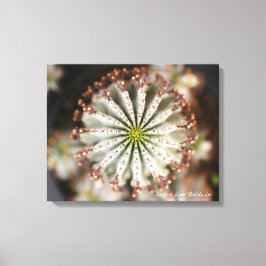 Lienzo Suculenta foto de Debra Lee Baldwin