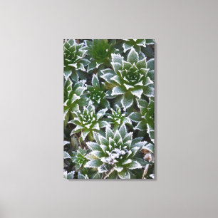 Lienzo suculenta Hen & Chicks con escarcha temprano
