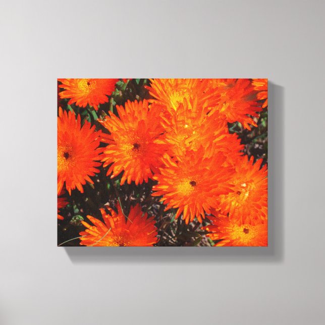 Lienzo Suculentas flores de Naranja verde de Sudáfrica (Anverso)