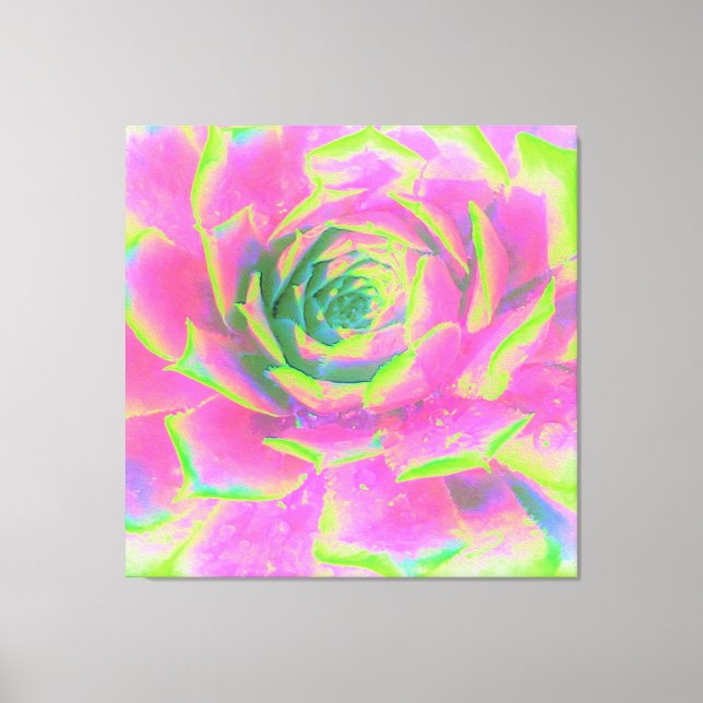 Lienzo Suculento rosette de sedum verde limón y rosa (Anverso)