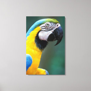 Lienzo Sudamérica, Brasil, Parque Nacional Iguacu,