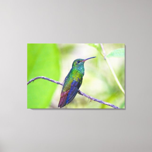 Lienzo Sudamérica, Costa Rica, Sarapiqui, La Selva (Anverso)