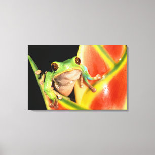 Lienzo Sudamérica, Ecuador, Amazonía. Verde Rana