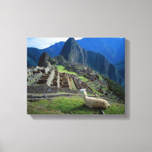 Lienzo Sudamérica, Perú. Una llama descansa sobre una col