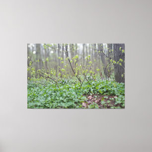 Lienzo Suelo del bosque de los Cárpatos Rumania Fotografí