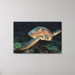 Lienzo Sulawesi   Tortuga marina verde