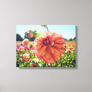 Lienzo Summer Dahlia