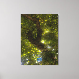 Lienzo (Sun Green Tree 2) RFPMDesigns ©️ 2021/24