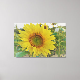 Lienzo Sunflower Country