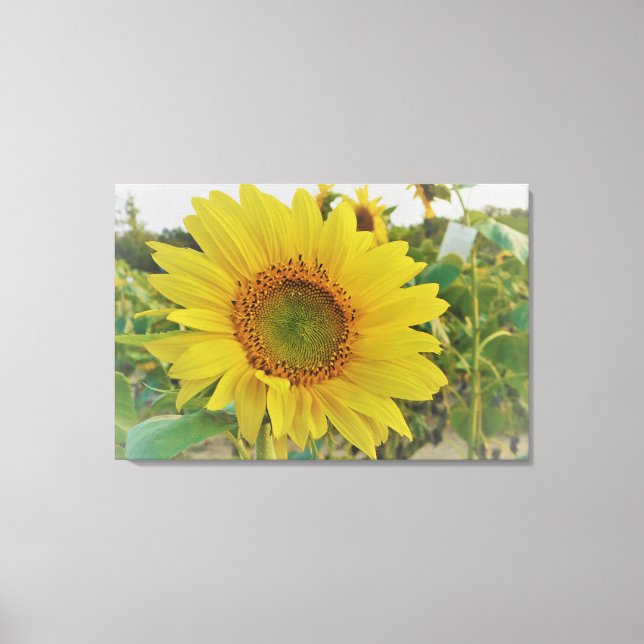 Lienzo Sunflower Country (Anverso)