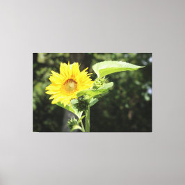 Lienzo Sunflower grande