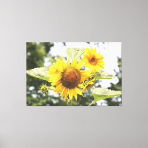 Lienzo Sunflower Grande