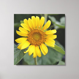 Lienzo Sunny Yellow Sunflower 24" x 24"