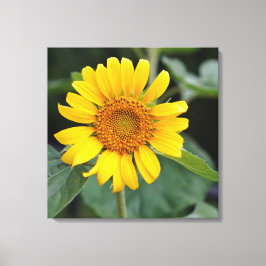 Lienzo Sunny Yellow Sunflower 24" x 24"