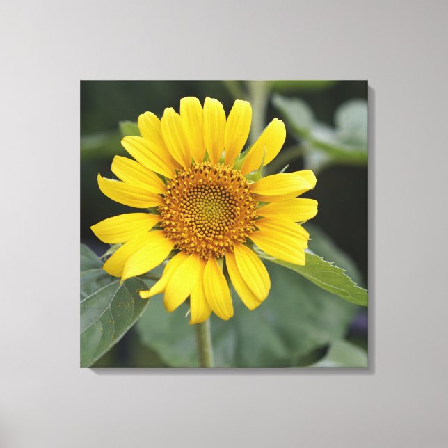 Lienzo Sunny Yellow Sunflower 24" x 24" (Anverso)