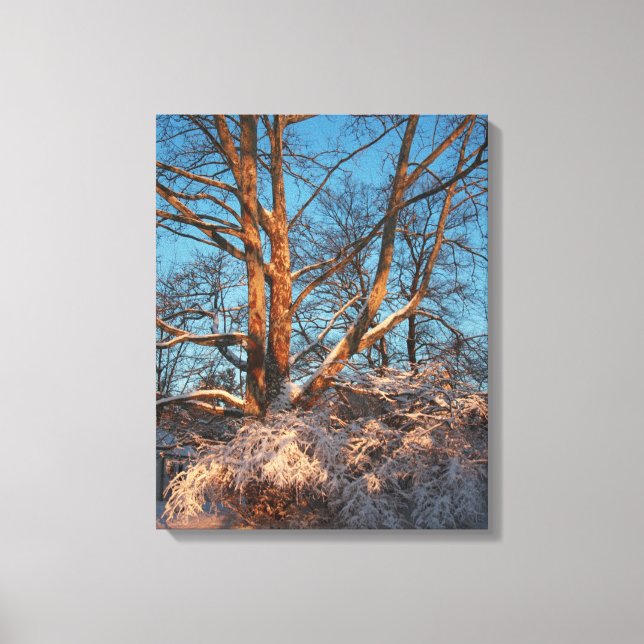 Lienzo Sunrise, Snow y Sycamore (Anverso)