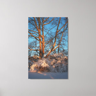 Lienzo Sunrise, Snow y Sycamore