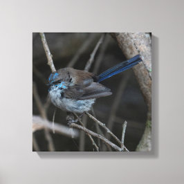Lienzo Superb Fairy-wren Bird Australia