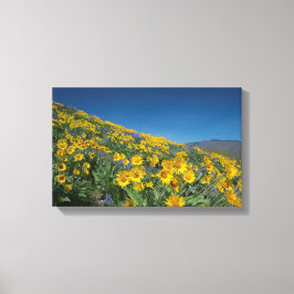 Lienzo Superflor de balsam del desierto alto