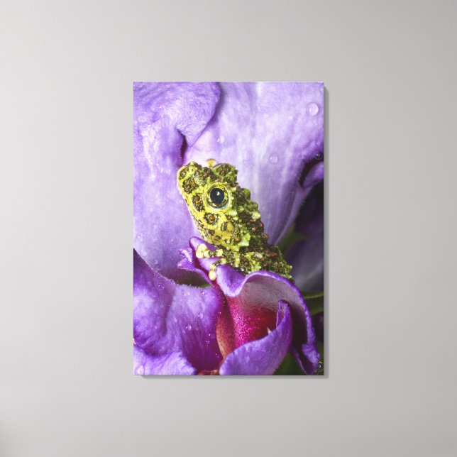 Lienzo Sureste de Vietnam. Cierre de la rana de los árbol (Anverso)