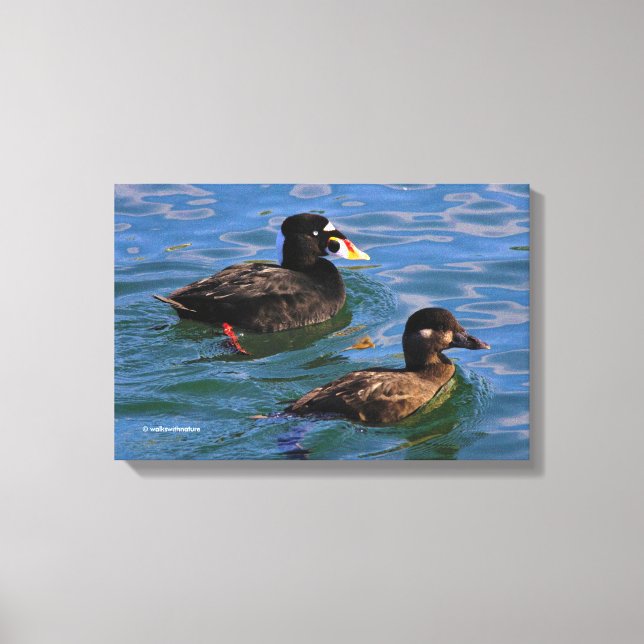Lienzo Surf Scoter Ducks macho y hembra en el muelle (Anverso)