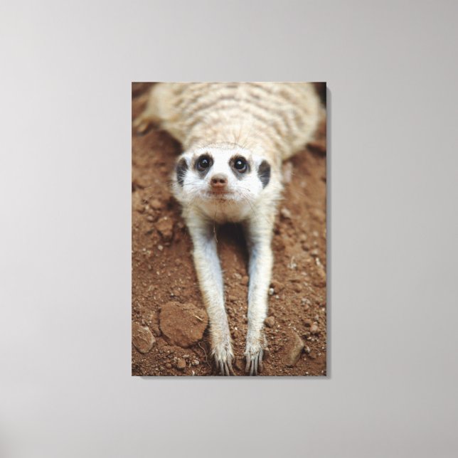 Lienzo Suricata (Suricata Suricatta) Enfriándose (Anverso)