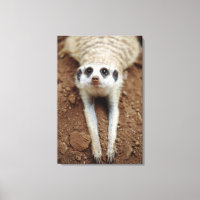 Suricata (Suricata Suricatta) Enfriándose