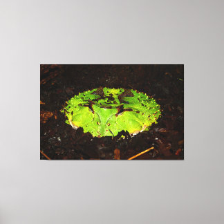 Lienzo Surinam Horned Frog Ceratophrys Cornuta