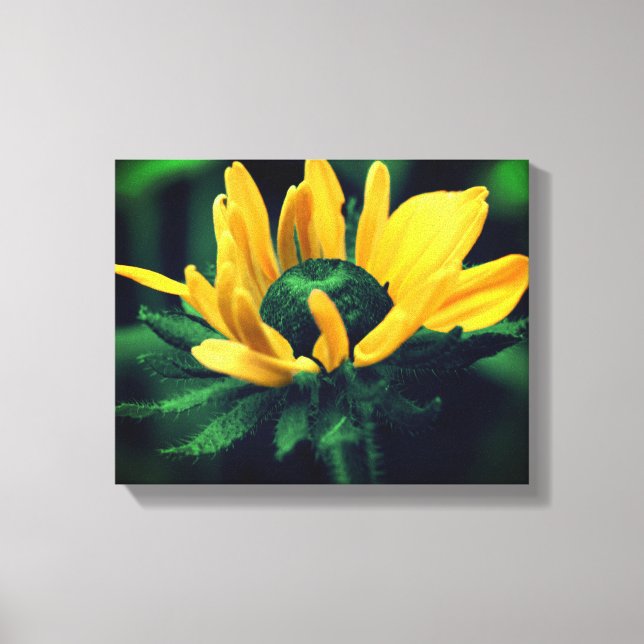 Lienzo Susan Flower Green Black Eyed (Anverso)