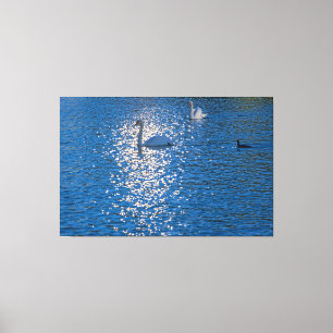Lienzo Swan