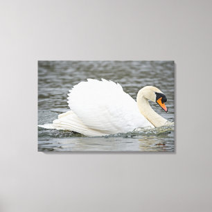 Lienzo Swan