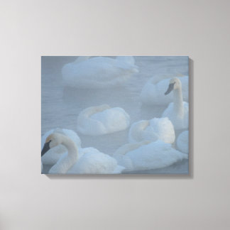 Lienzo Swans En Niebla Moral - Fotografía De Vida Silvest