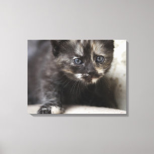 Lienzo Sweet Shy Tortoiseshell Baby