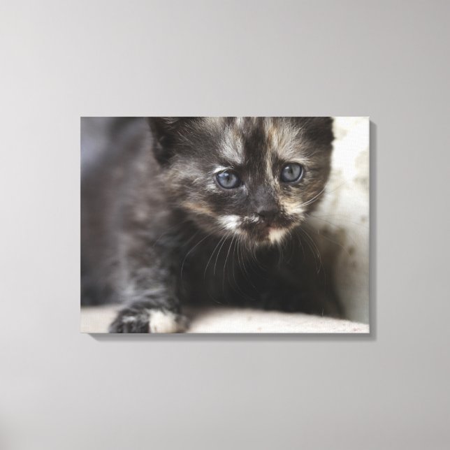 Lienzo Sweet Shy Tortoiseshell Baby (Anverso)