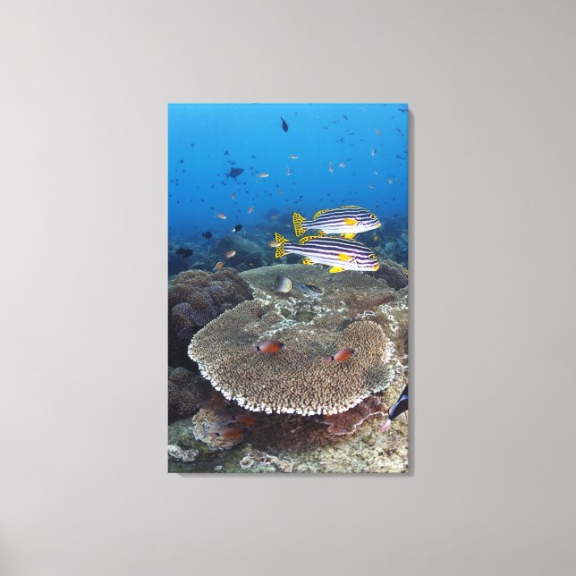 Lienzo Sweetlip Fish (Anverso)