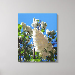 Lienzo Syringa, Árbol de flores de lámina blanca