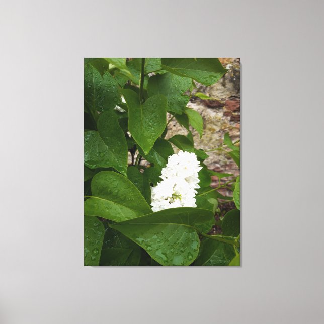 Lienzo Syringa, Flor blanca de Lilac con gotas de lluvia (Anverso)