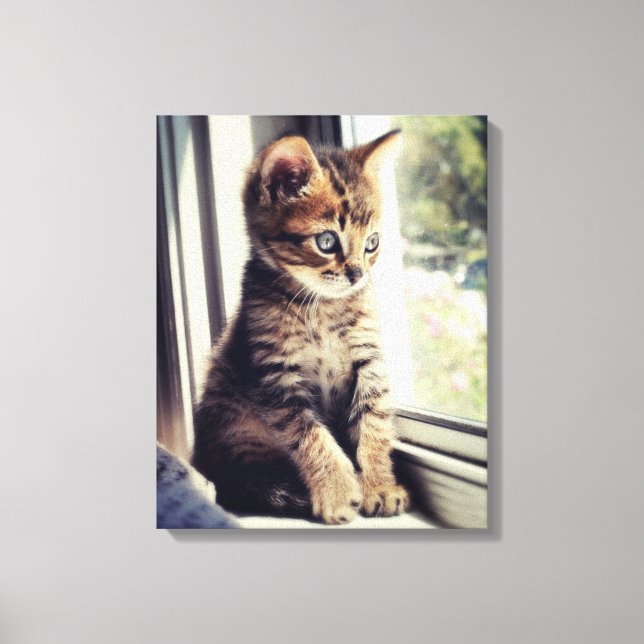 Lienzo Tabby Kitten Watching (Anverso)