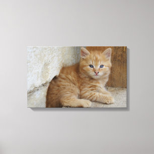 Lienzo Tabby Tomcat Kitten