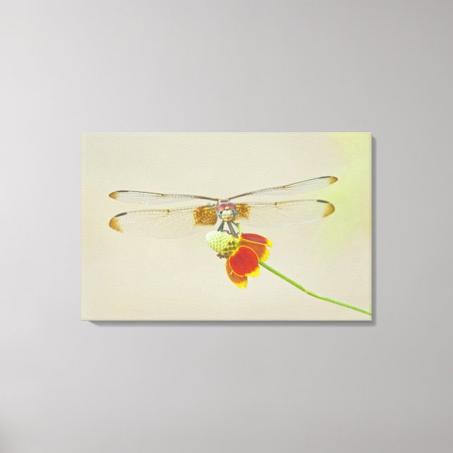 Lienzo Tachuela ajedrezada (Dythemis fugax) en Mexicano (Anverso)