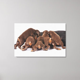 Lienzo También Doberman Pincher. Perro nacional mediano