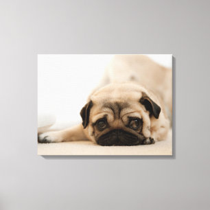 Lienzo Tan Female Pug