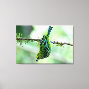 Lienzo Tangara Gorgiverde en Costa Rica