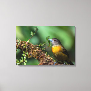 Lienzo Tangara Rabirroja (Hembra) en Costa Rica