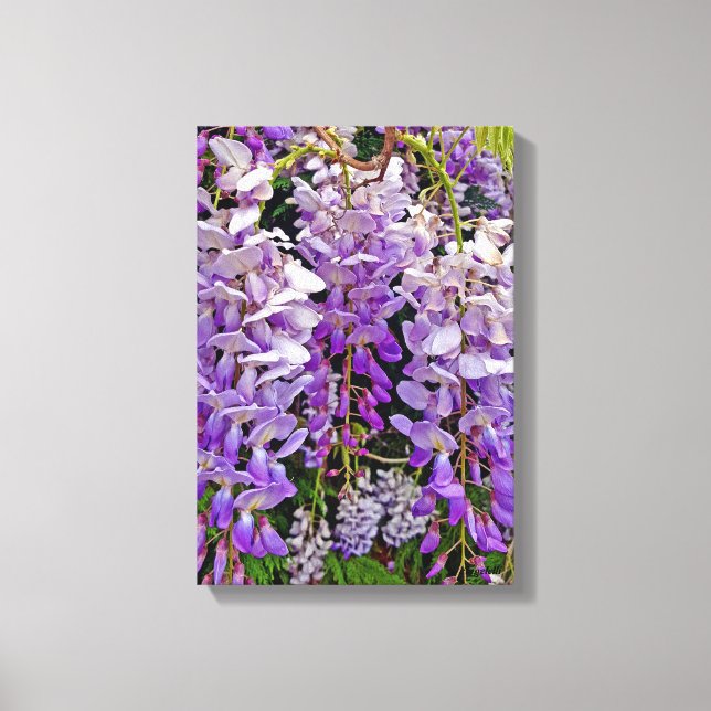 Lienzo Tapa de glicinia silvestre 11x16 (Anverso)