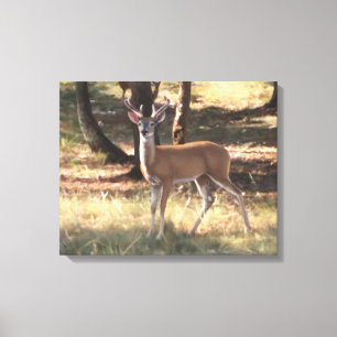 Lienzo Tapa de terciopelo de primavera