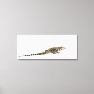 Lienzo Tegu azul - merianae del Tupinambis