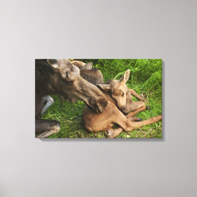 Lienzo Tender Mother Moose (Anverso)