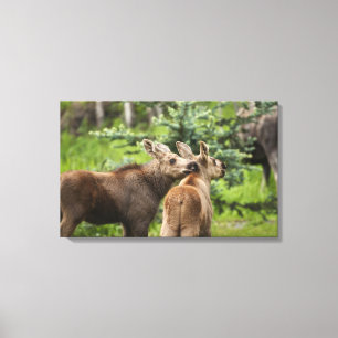 Lienzo Terneros de alce unidos